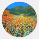 Suche nach mohn aufkleber Blüte