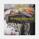 Suche nach kolibri magnete Vögel und blüte