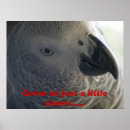 Suche nach afrikanisches grau poster Natur