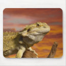 Suche nach bärtigen mousepads Reptil