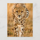 Suche nach acinonyx jubatus postkarten Farbbild