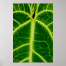 Suche nach venen poster Struktur