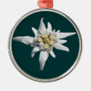 Suche nach edelweiss ornamente Blume