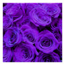 Suche nach hübschste rosen poster Blume