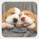 Suche nach haustier aufkleber Beagle
