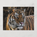 Suche nach wildcat poster Katzen