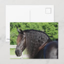 Suche nach friesisches pferd postkarten Rasse