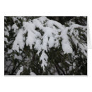 Suche nach fichte postkarten Kiefer