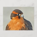 Suche nach falcone postkarten Peregrine