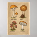 Suche nach fungi poster Natur