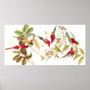 Suche nach gould poster Vögel