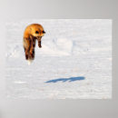 Suche nach wie ein fuchs poster Schnee