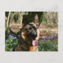 Suche nach deutscher schaferhund postkarten Alsatier