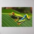 Suche nach grüner frosch poster Für sie