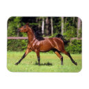 Suche nach arabisches pferd magnete Foto