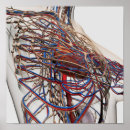 Suche nach weibliche anatomie poster Illustration
