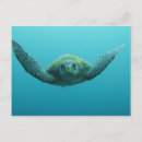 Suche nach grüne algen poster Unterwasser