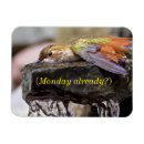 Suche nach kolibri magnete Vogelkunde