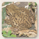 Suche nach kröten untersetzer Amphibien