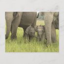 Suche nach asiatische elefanten postkarten Asiatischer elefant
