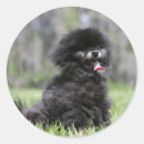 Suche nach zwergspitz Schwarz