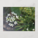 Suche nach weiße blumen postkarten Natur