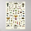Suche nach molluske poster Vintag