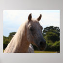 Suche nach arabische sprache poster Tier