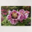 Suche nach pfingstrose puzzle Rosa