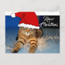 Suche nach weihnachtskatzen postkarten Süß