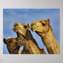 Suche nach egypt poster Cairo