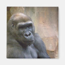 Suche nach gorillas magnete Natur