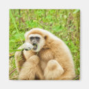 Suche nach gibbon magnete Tiere