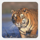 Suche nach bengalische tiger aufkleber India