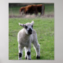 Suche nach niedliches lamm poster Bauernhof
