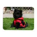 Suche nach schwarze spitze magnete Zwergspitz