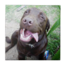 Suche nach labrador fliesen Lustig