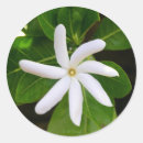 Suche nach tahiti aufkleber Blume