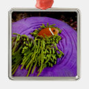Suche nach anemonen ornamente Fische