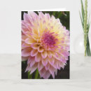 Suche nach dahlie karten Blume