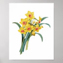 Suche nach narzisse poster Illustration