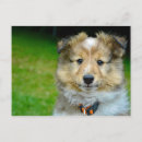 Suche nach shetland postkarten Collie