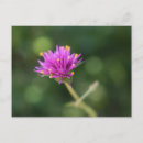 Suche nach blühen horizontale postkarten Botanisch