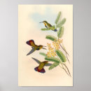 Suche nach kolibris kunst Blume