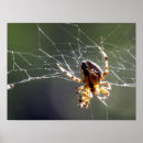 Suche nach spinne poster Insekten