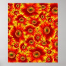 Suche nach gerbera poster Orange blume