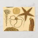 Suche nach vintage quallen poster Algen