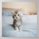 Suche nach maine coon cat kunst poster Kitten