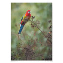 Suche nach rosella Australisch