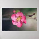 Suche nach rosa azaleen poster Drucken